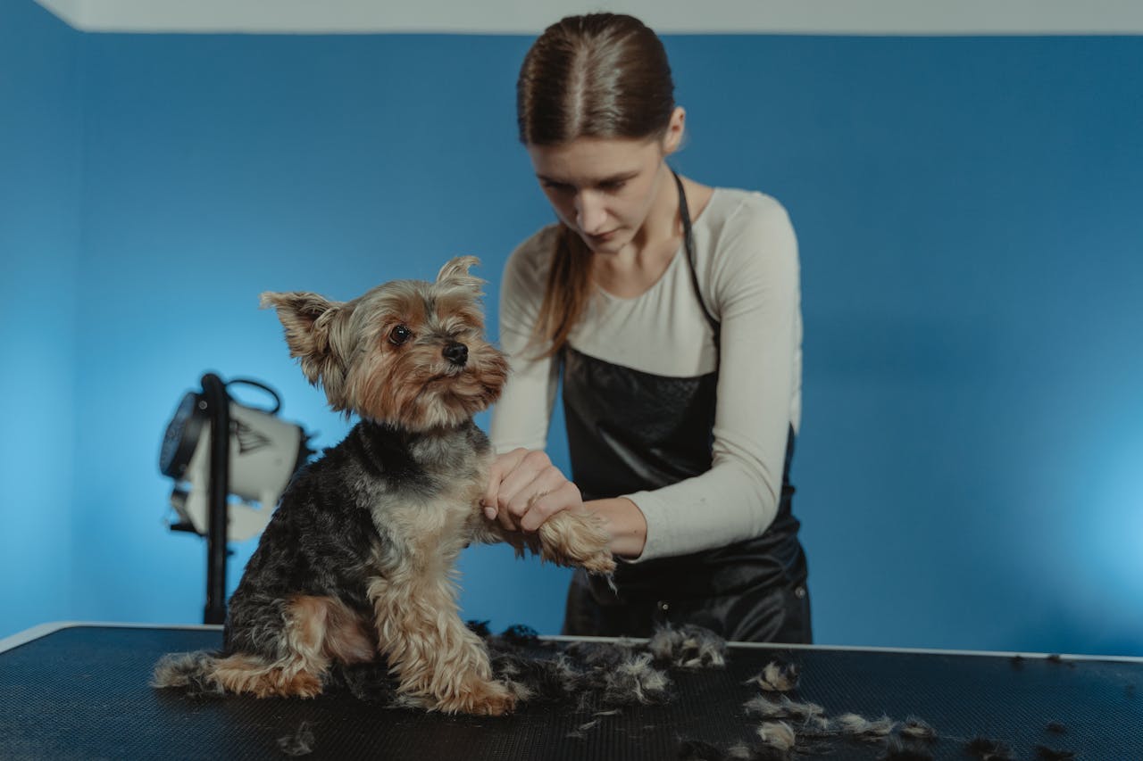 home-hero Professional groomer working on a Yorkshire Terrier's fur in a bright studio setting.