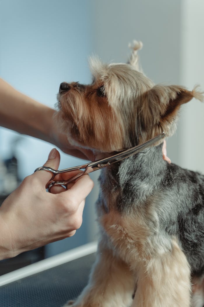 services-05 Close-up of a Yorkshire Terrier being trimmed by a groomer with scissors, highlighting meticulous care.